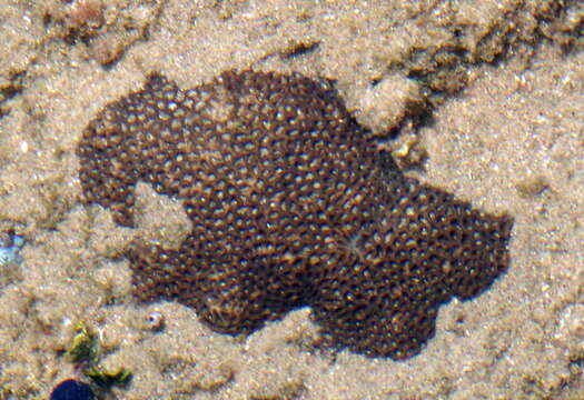 Image of Crisp Pillow Coral