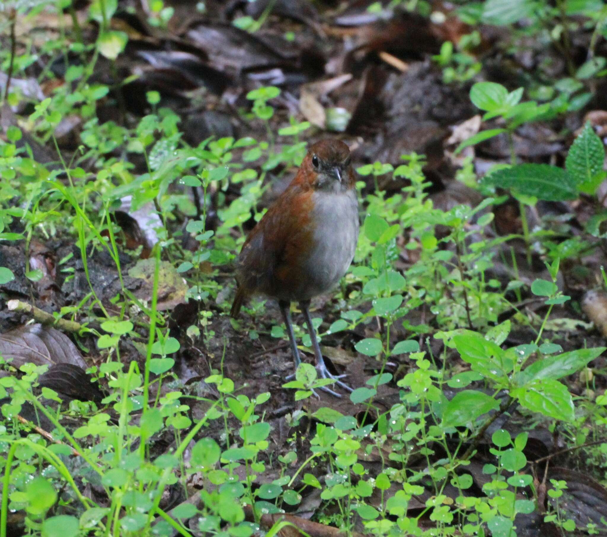 Image of White-bellied Antpitta