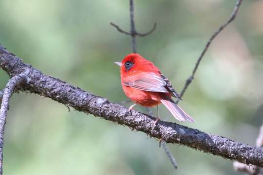 Image of Cardellina rubra melanauris (Moore & RT 1937)