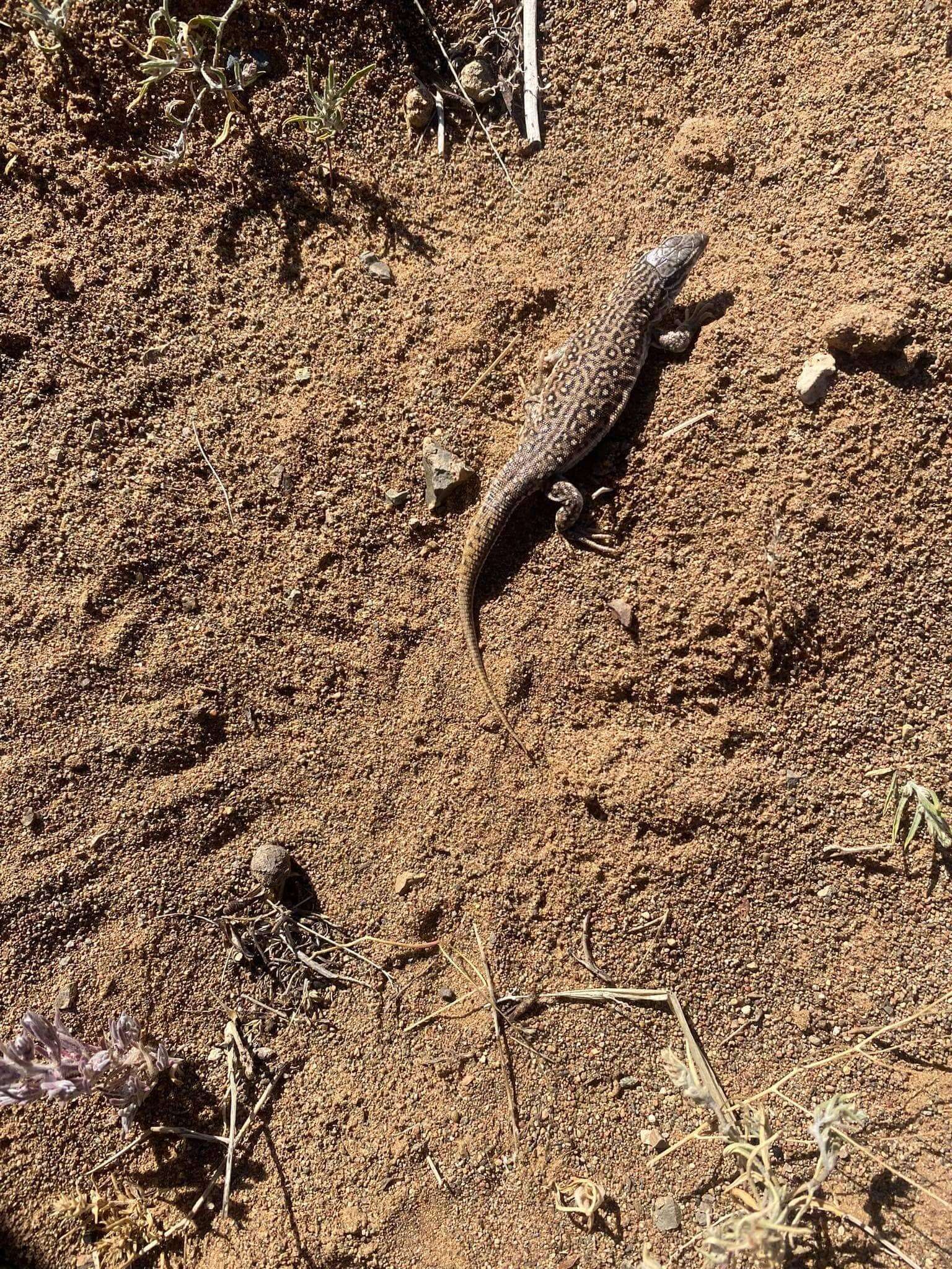 Image of Eremias multiocellata Günther 1872