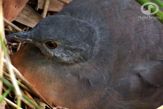 Image of Little Tinamou