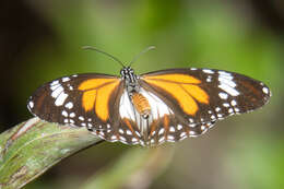 Sivun Danaus (Salatura) affinis malayana (Fruhstorfer 1899) kuva