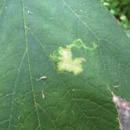 Image of Phytomyza tlingitica Griffiths 1973