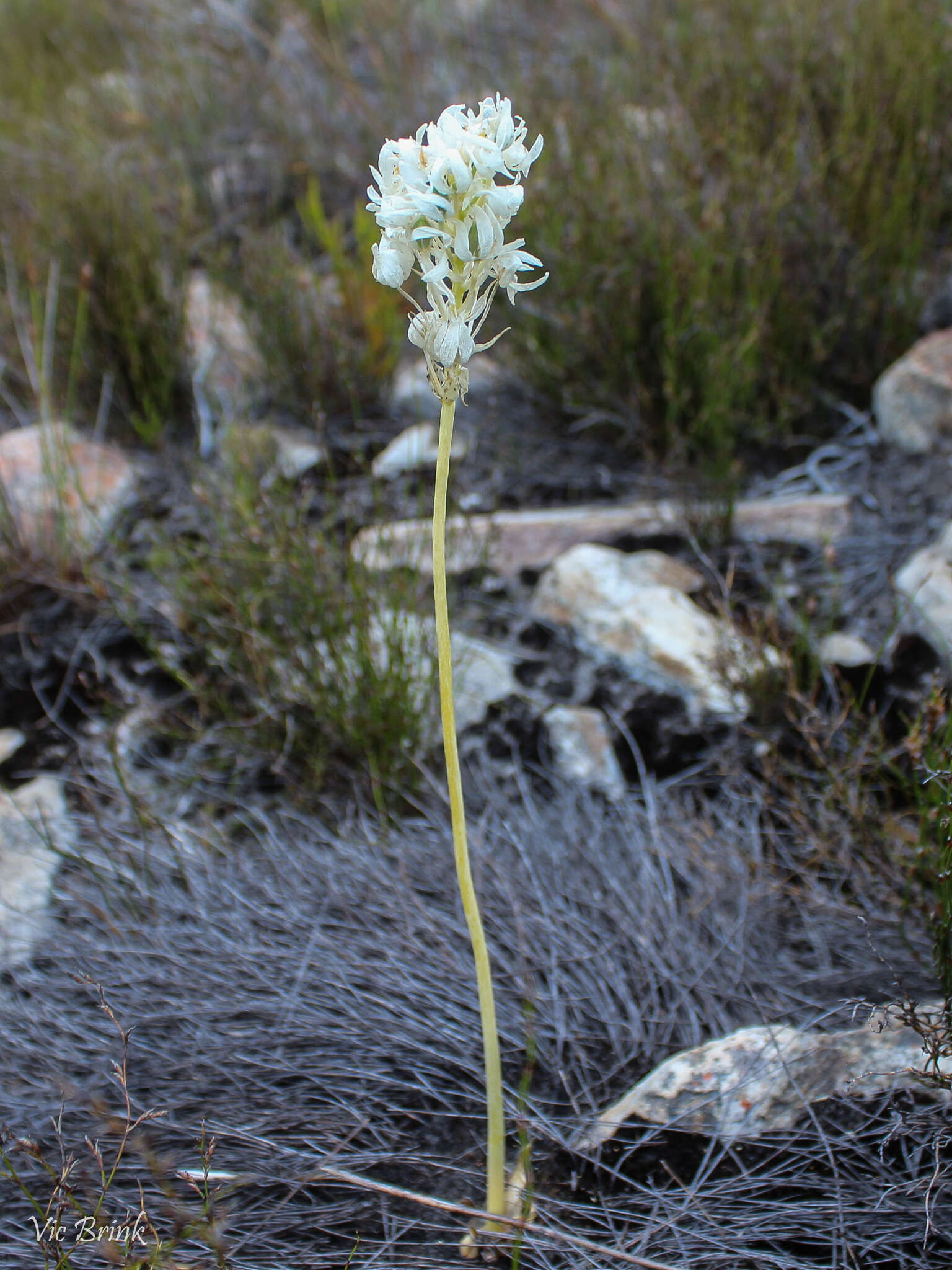 Image of Ornithogalum esterhuyseniae Oberm.