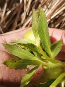 Image of Helleborus bocconei Ten.