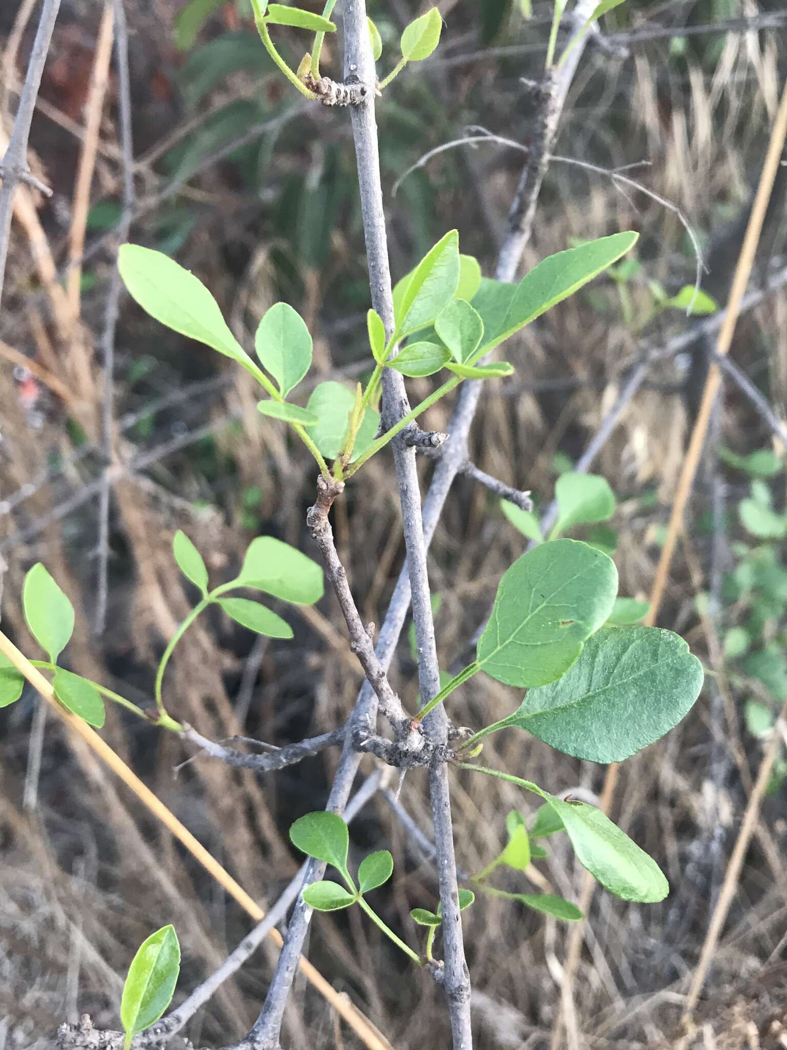 Image of California ash