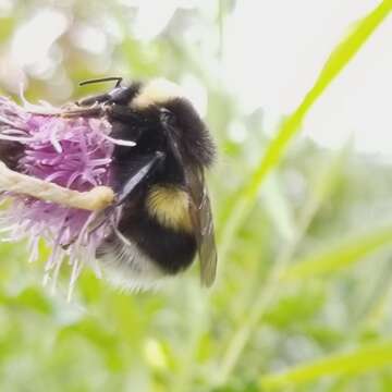 Image of Cryptic Bumble Bee