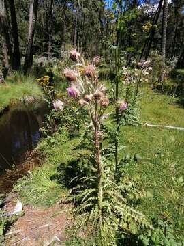 Image of Cirsium nivale (Kunth) Sch. Bip.