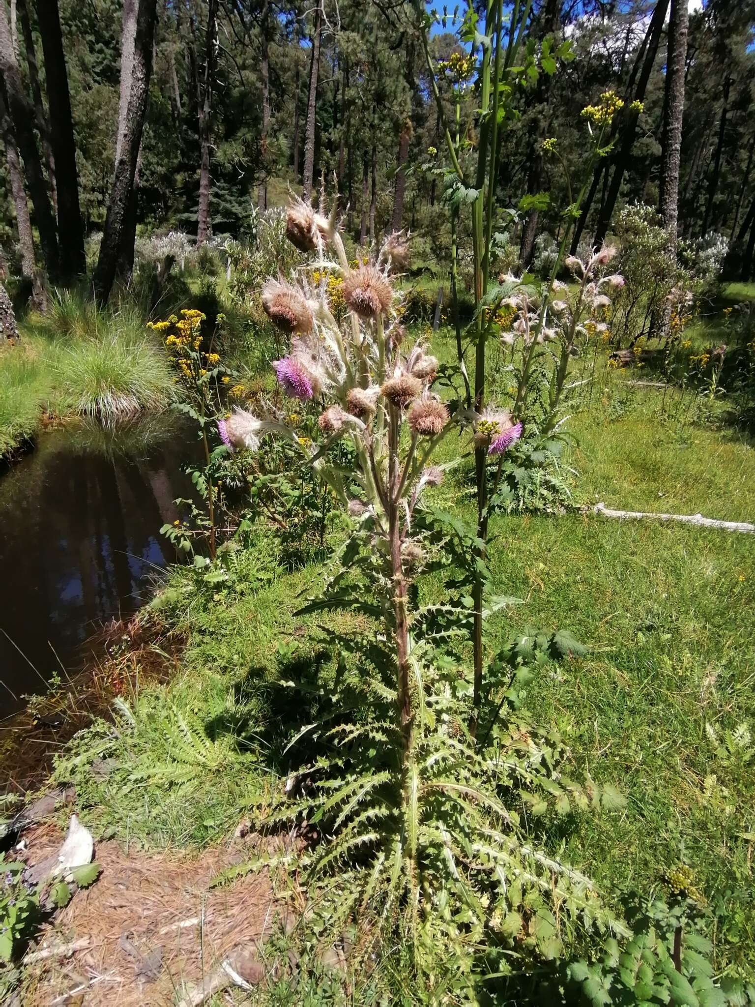 Image of Cirsium nivale (Kunth) Sch. Bip.