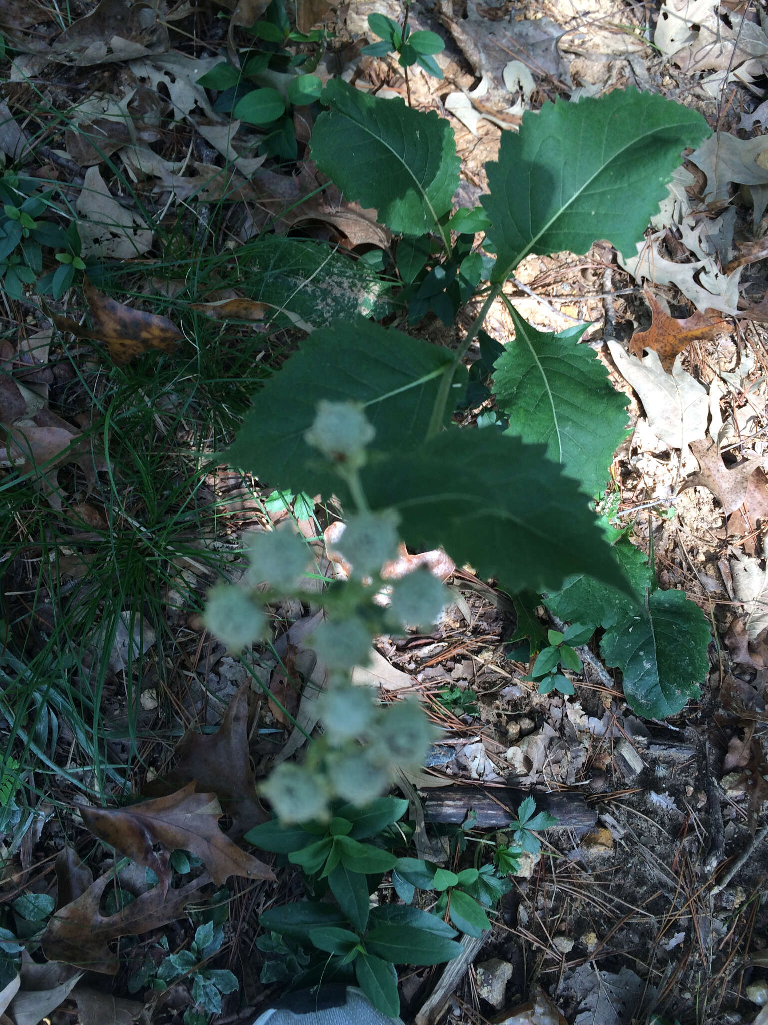 Image of American feverfew