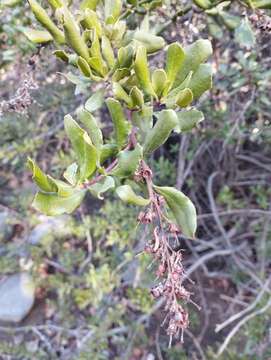 Image of Escallonia illinita Presl