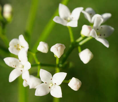 Image of Galium elongatum C. Presl