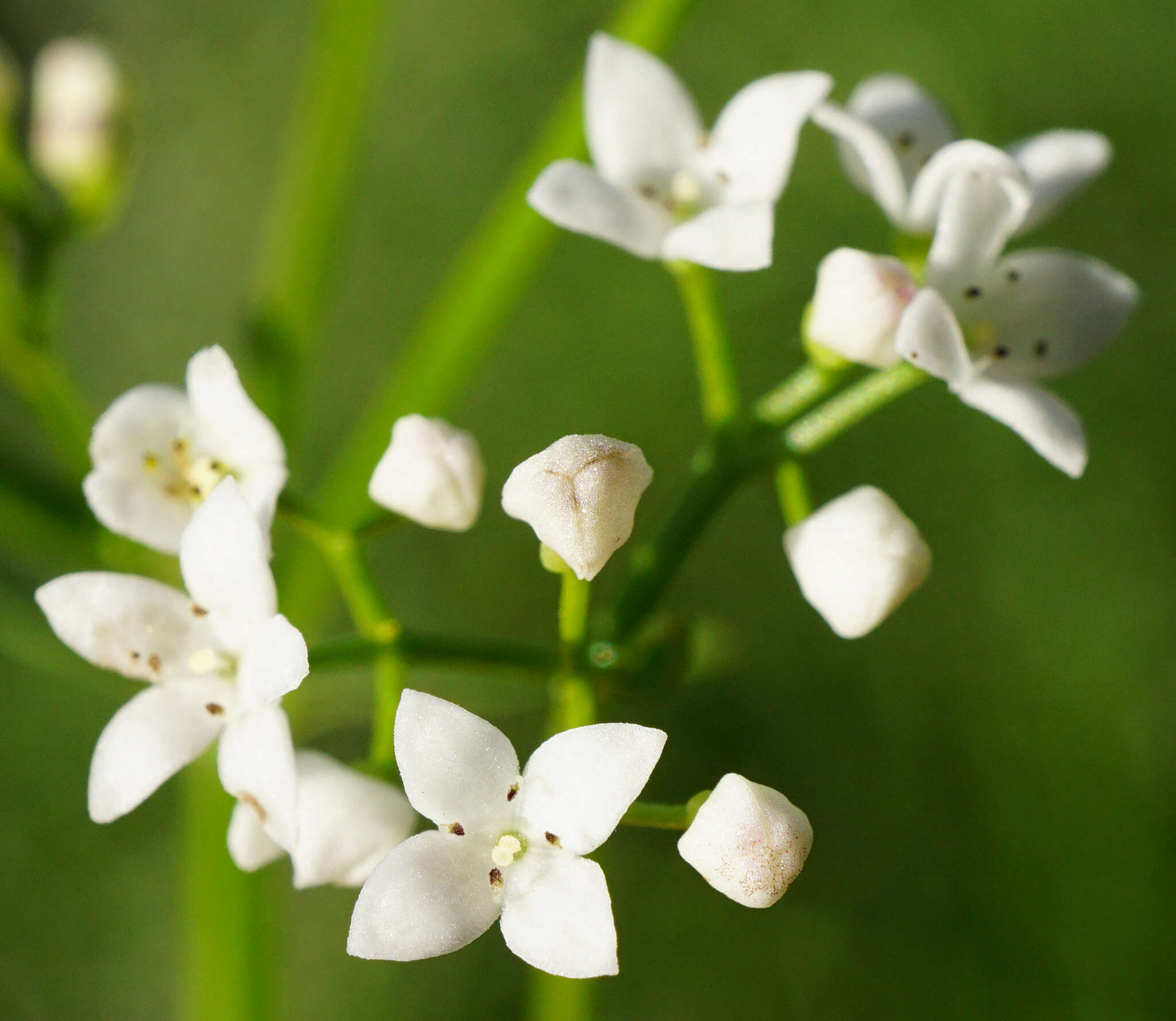 Plancia ëd Galium elongatum C. Presl