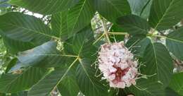 Image of California buckeye