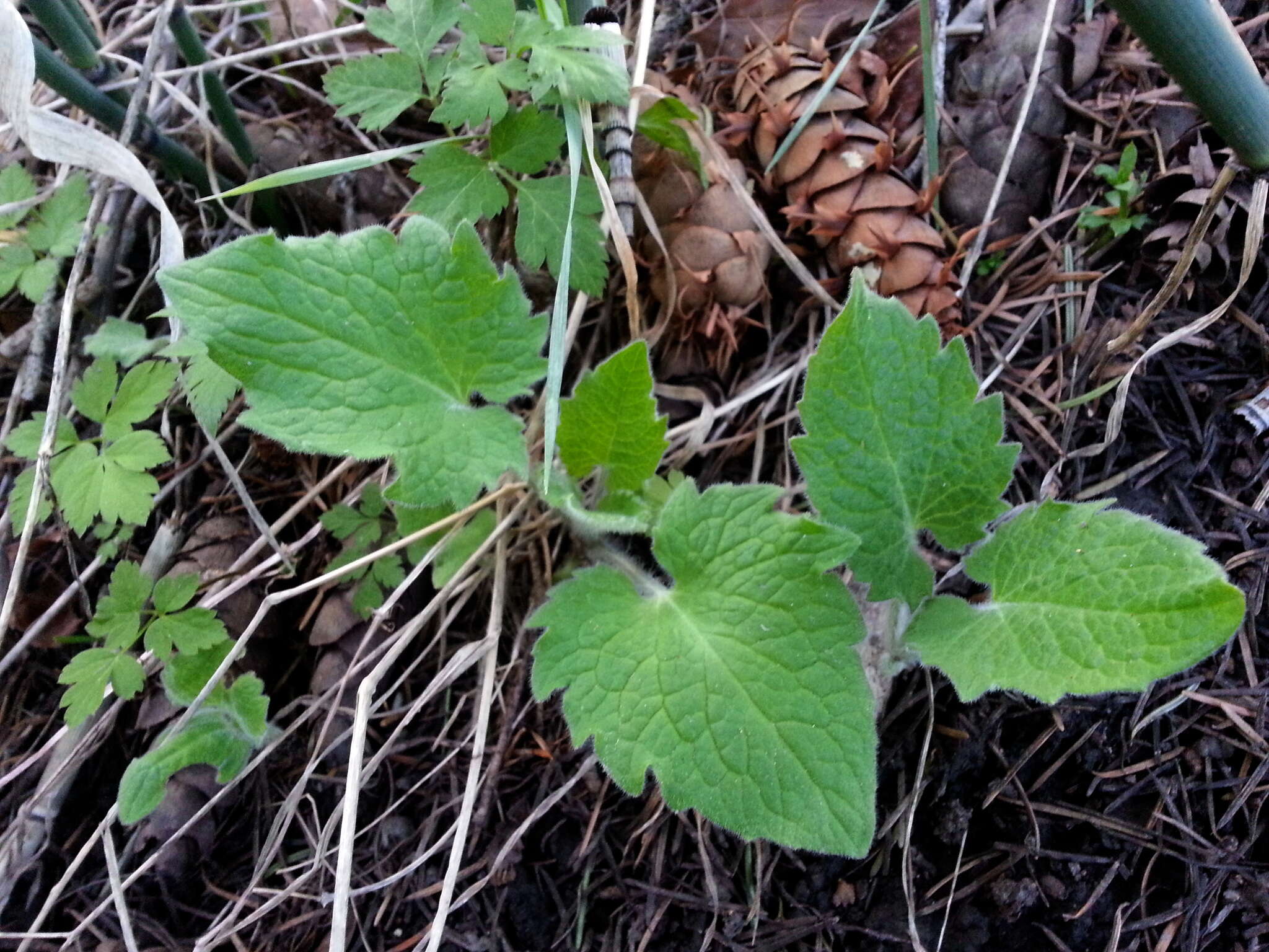 Image of heartleaf arnica