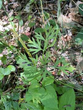 Image of cutleaf meadowparsnip