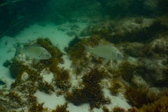 Image of Black Bream