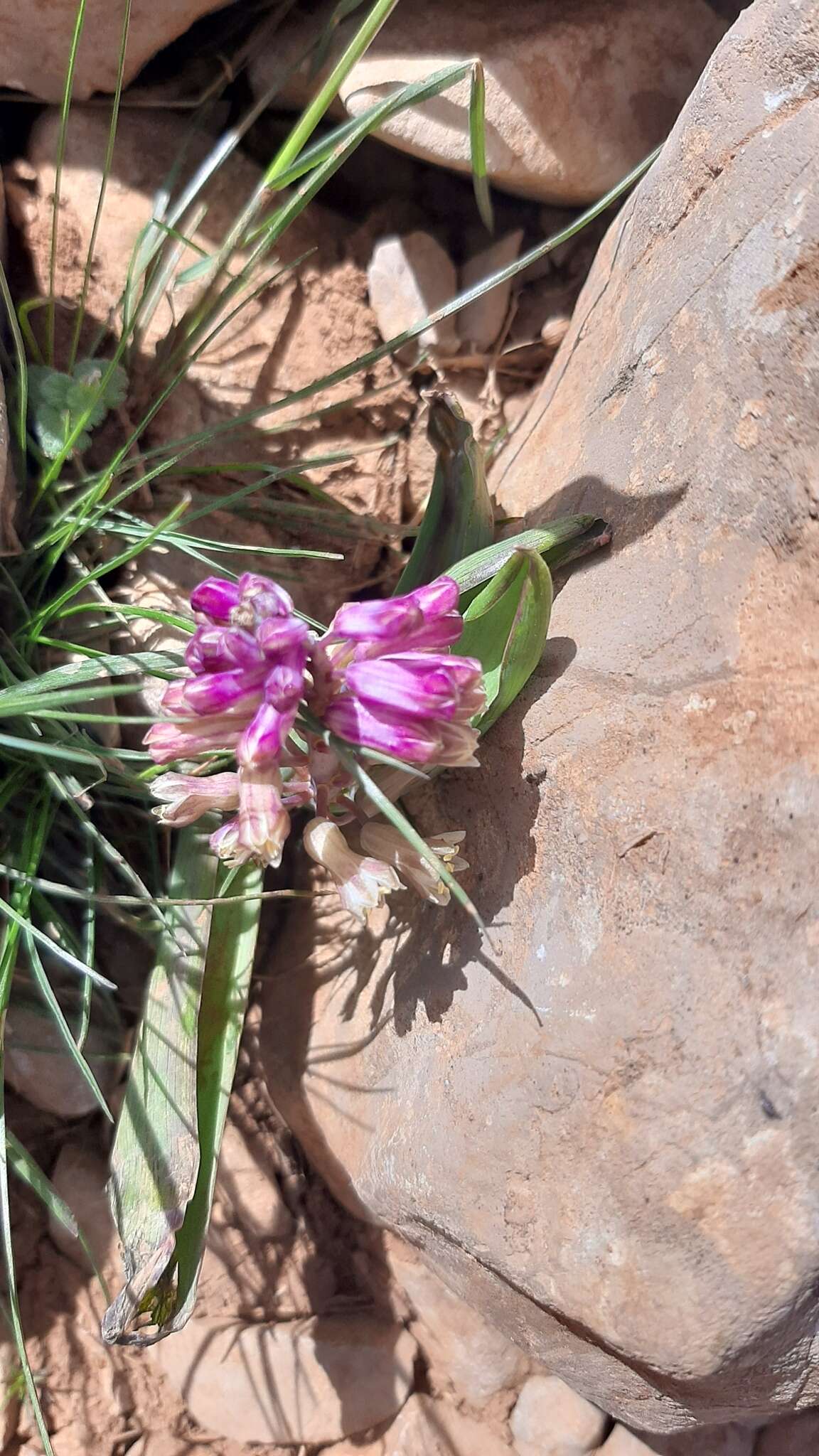 Image de Bellevalia hermonis Mouterde