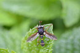 Image of Physocephala nigra (De Geer 1776)