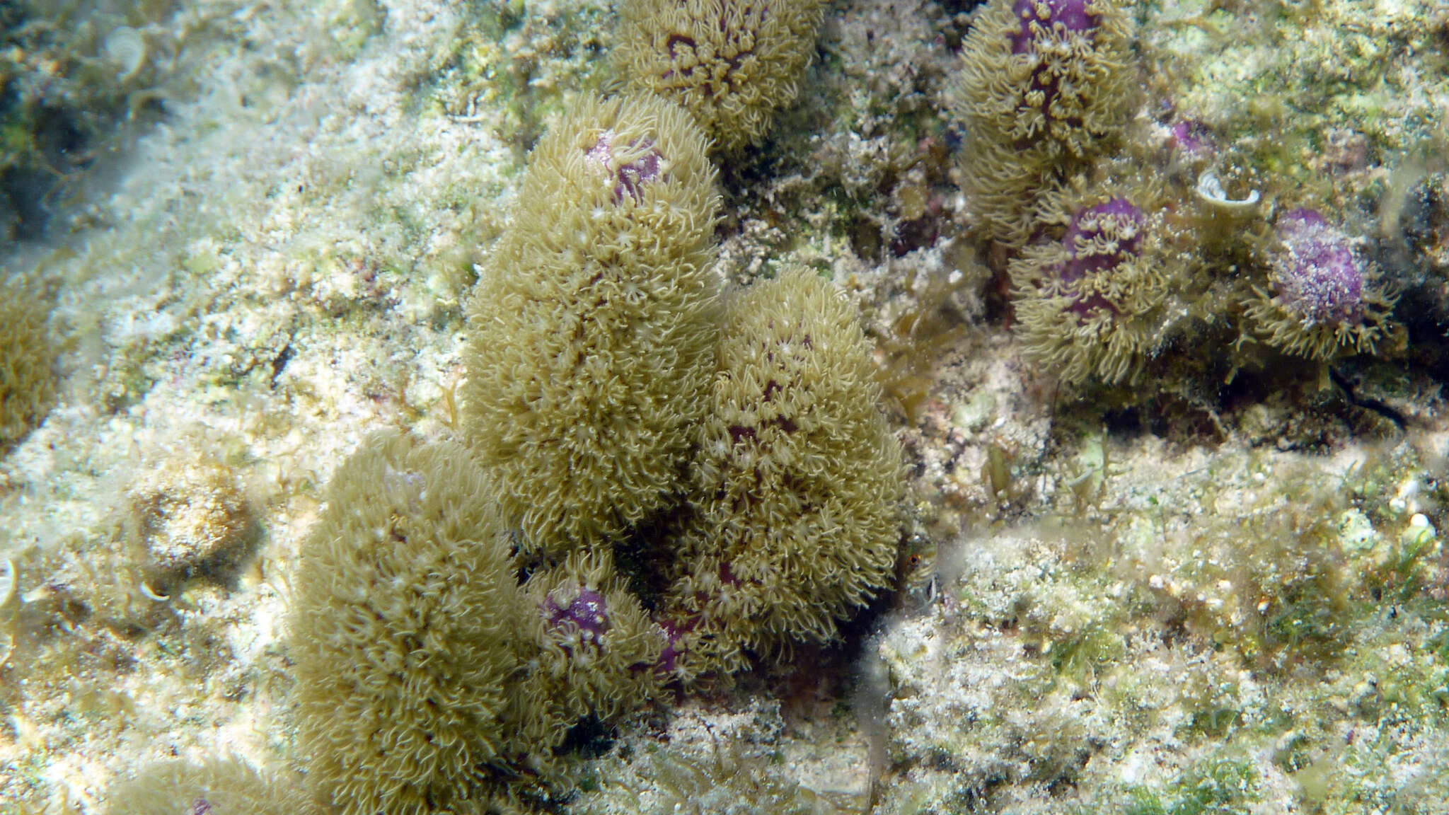 Image of corky sea finger