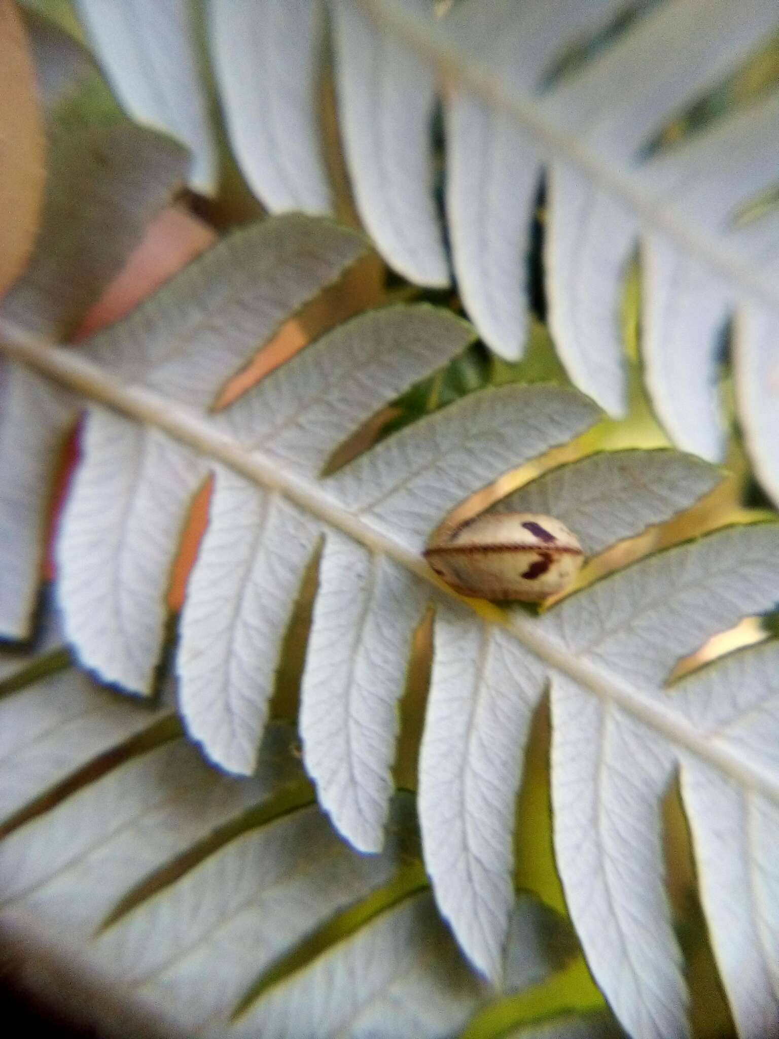 Image of Balta cockroach