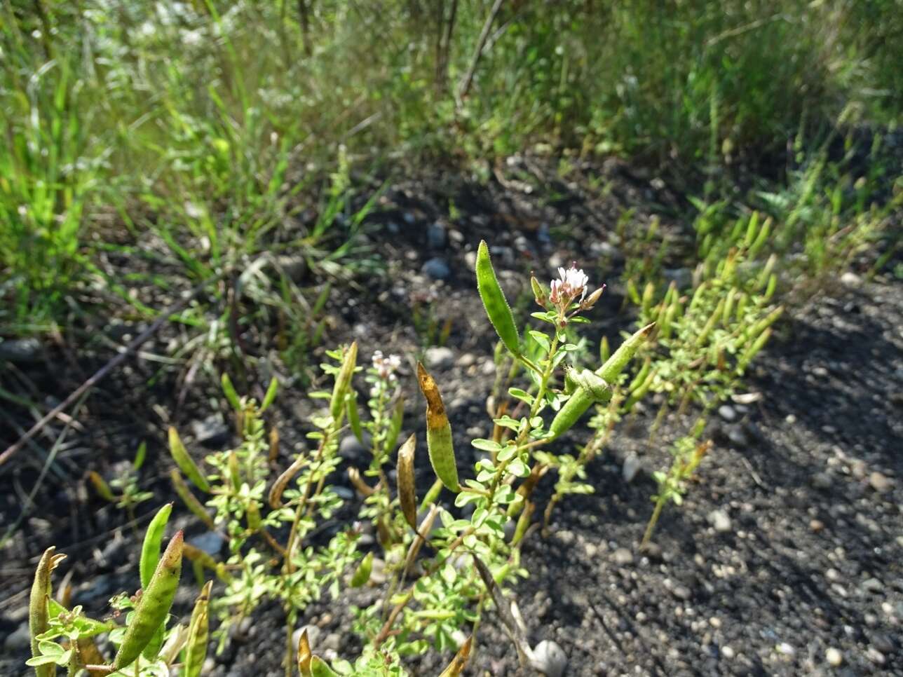 Imagem de Polanisia dodecandra subsp. dodecandra