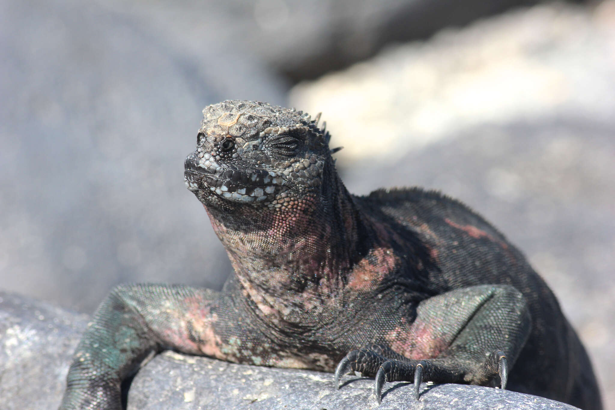 Image of marine iguana