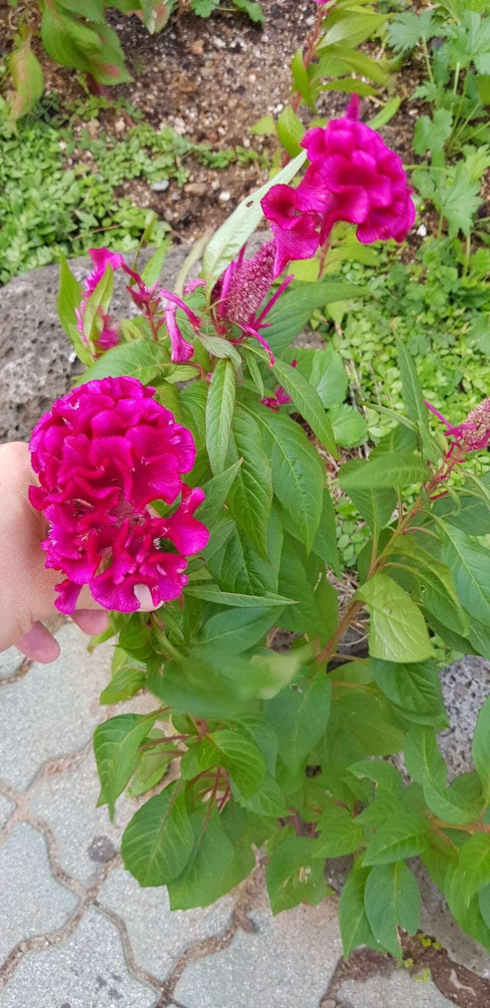 Imagem de Celosia argentea L.