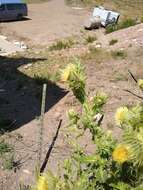 Plancia ëd Cirsium parryi (A. Gray) Petr.