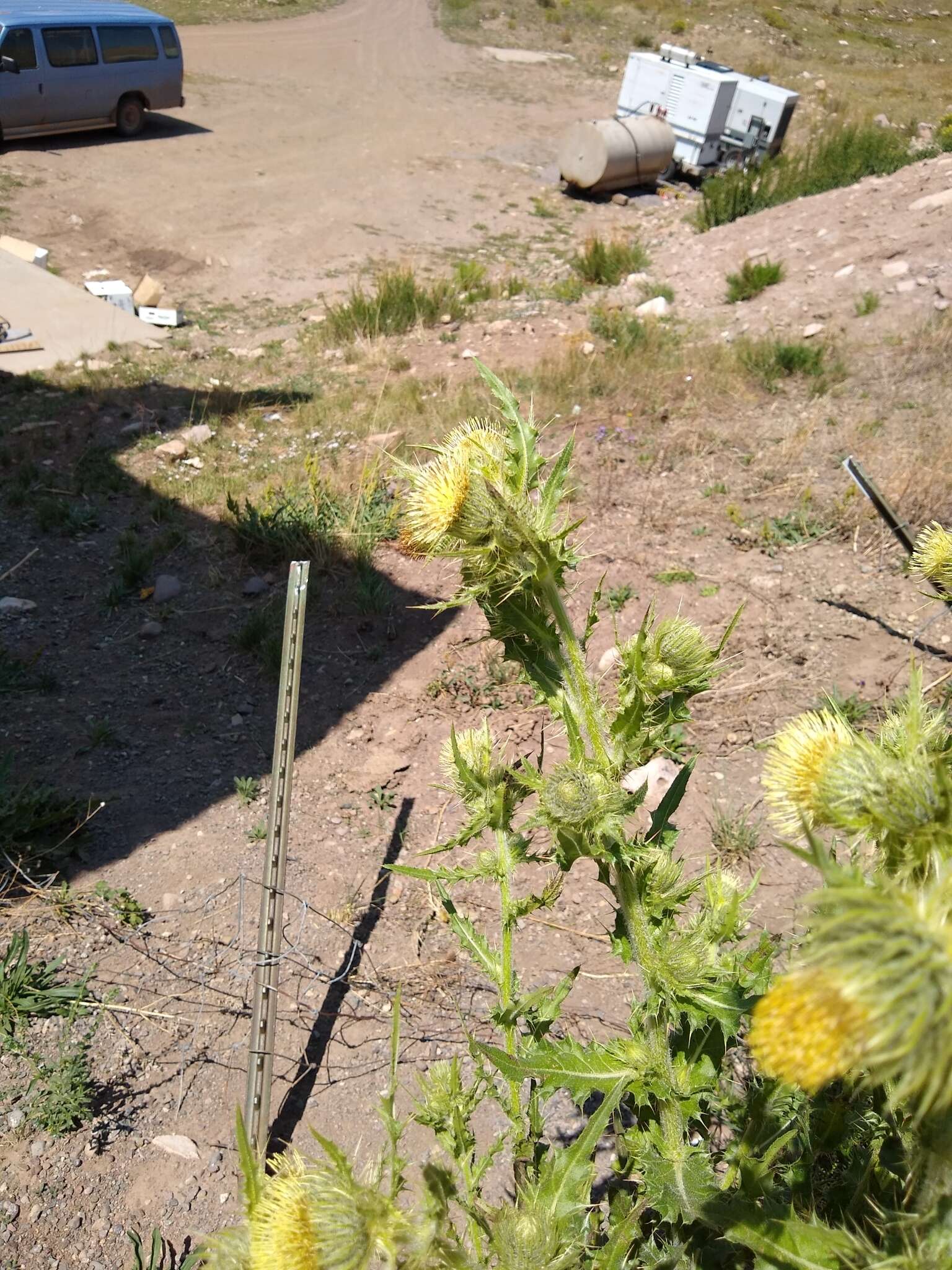 Image of Parry's thistle