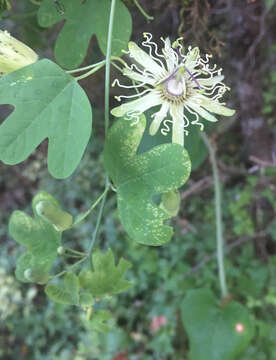 Passiflora affinis Engelm. ex A. Gray的圖片