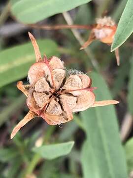 Imagem de Cienfuegosia yucatanensis Millsp.