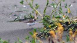 Image of Wilson's Plover