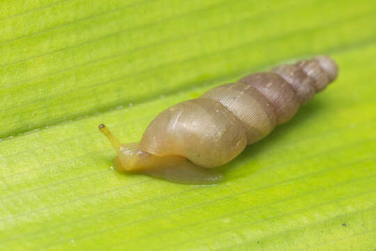 Image de Striosubulina Thiele 1933