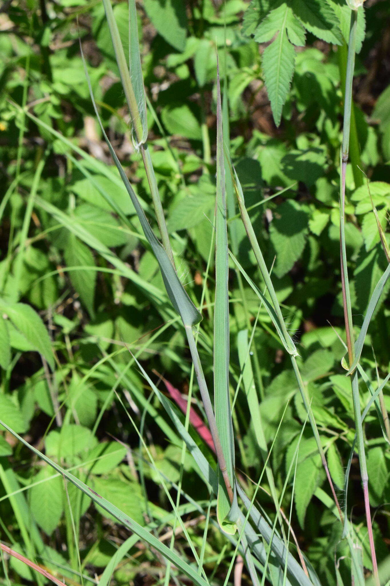 Diheteropogon amplectens (Nees) Clayton resmi