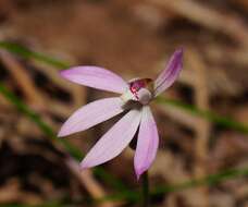 Image of Pink fingers orchid