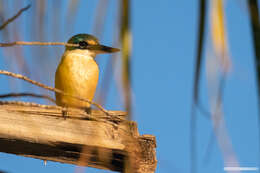 Image of Todiramphus sanctus canacorum (Brasil & L 1916)