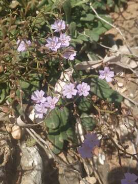 Image of Limonium sommierianum (Fiori) Arrigoni