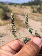 Image of woolly prairie clover