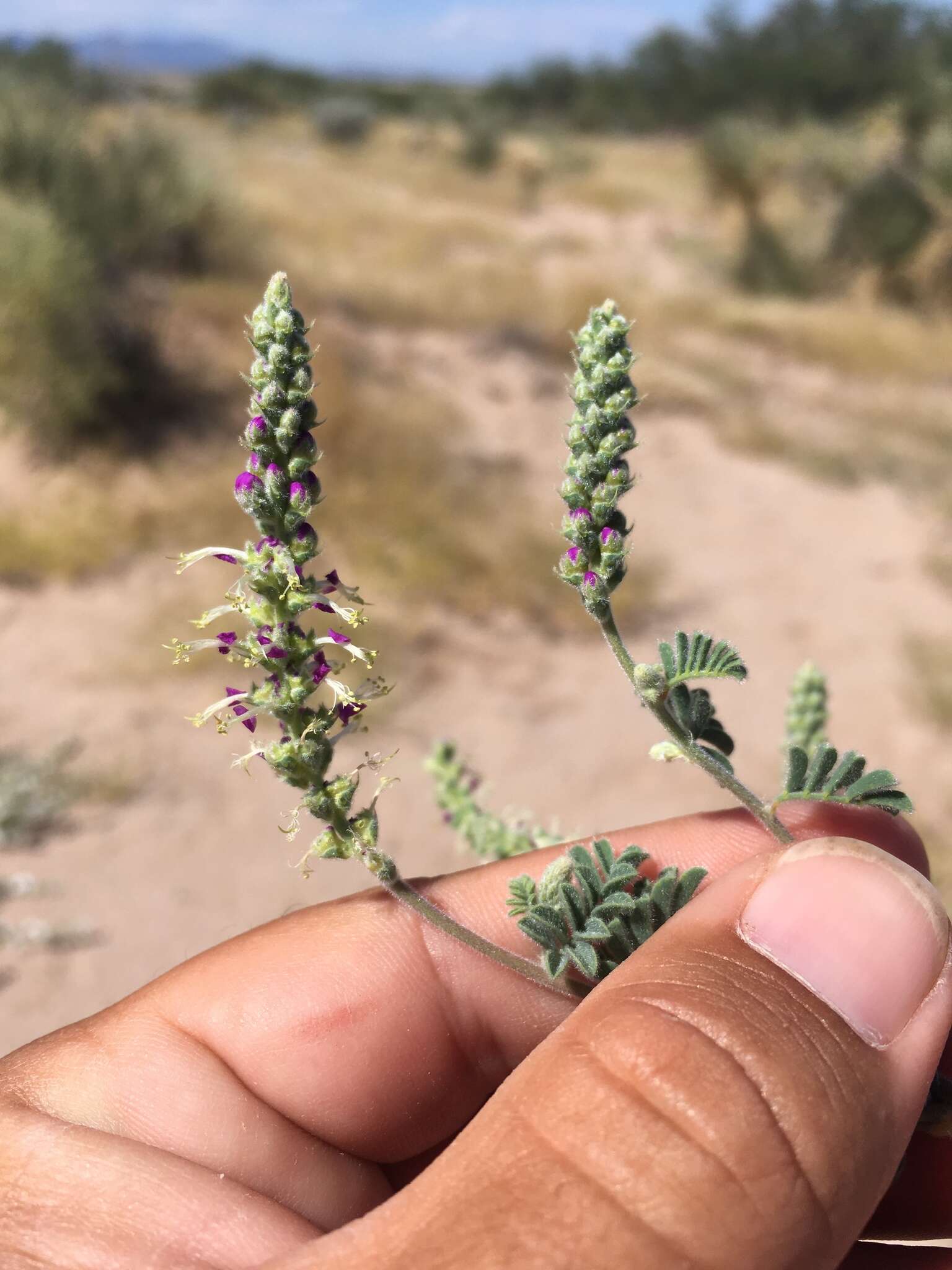 Dalea lanata Spreng. resmi