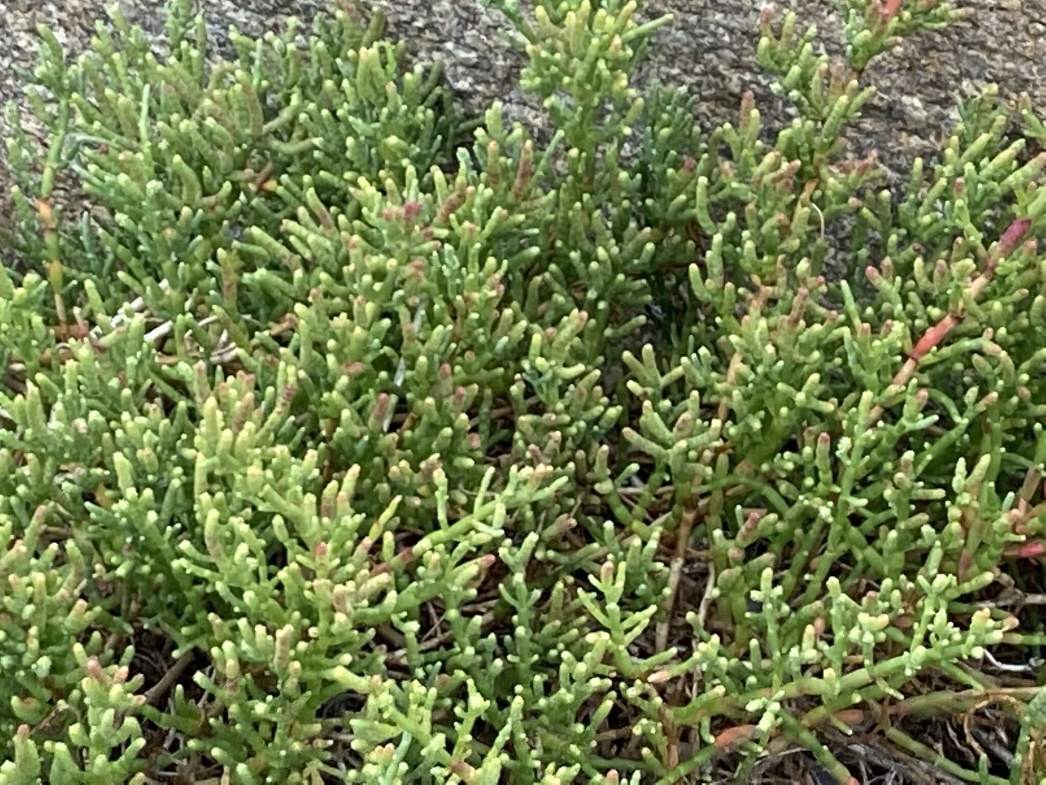 Image of Salicornia neei Lagasca