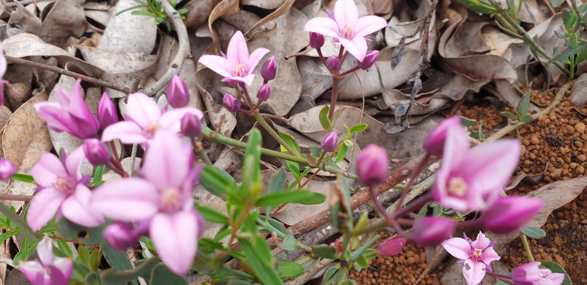 Image de Boronia fastigiata Bartl.