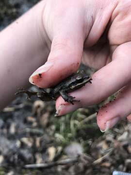 Image of Cajun Chorus Frog