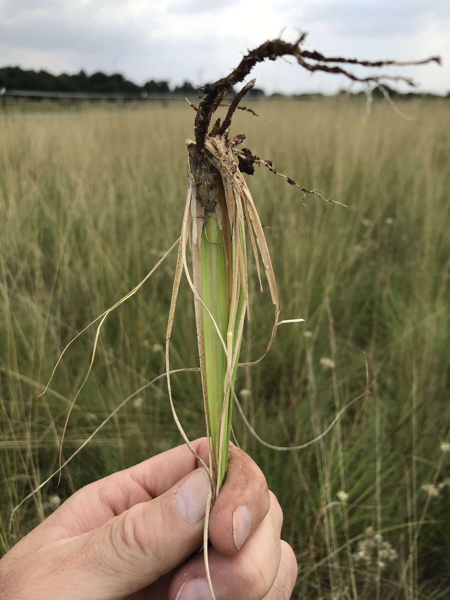 Image of Tough love-grass