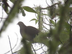 Image of Ruddy Pigeon