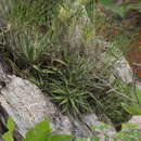 Image of Agave microceps (Kimnach) A. Vázquez & Cházaro