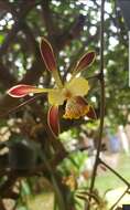 Image de Encyclia alata (Bateman) Schltr.