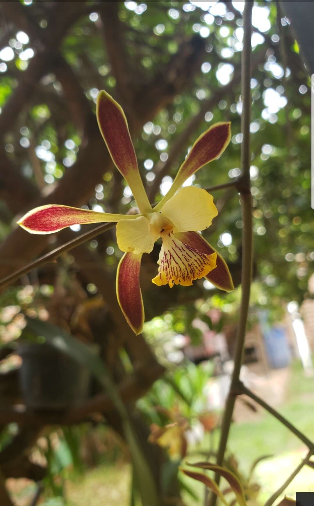 Image of Encyclia alata (Bateman) Schltr.