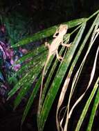 Image of Ihering's fathead anole