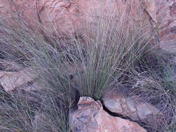 Image of Coleochloa